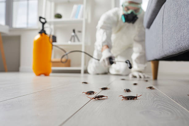 Commercial Kitchen Cockroach Control in Minersville